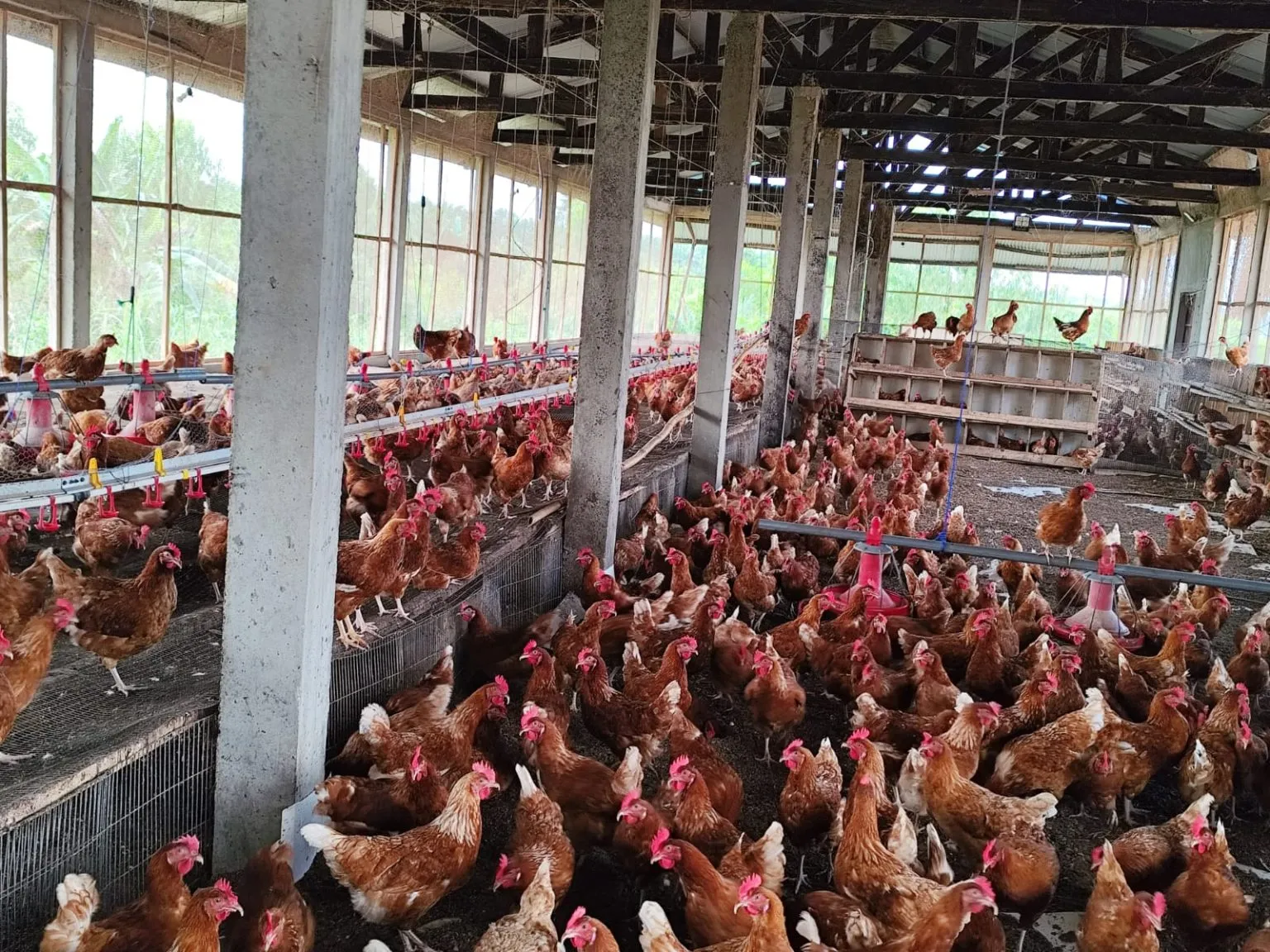 Gallinas de nuestra granja de Yogou